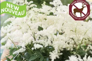 Astilbe 'Fireworks White' New 2024